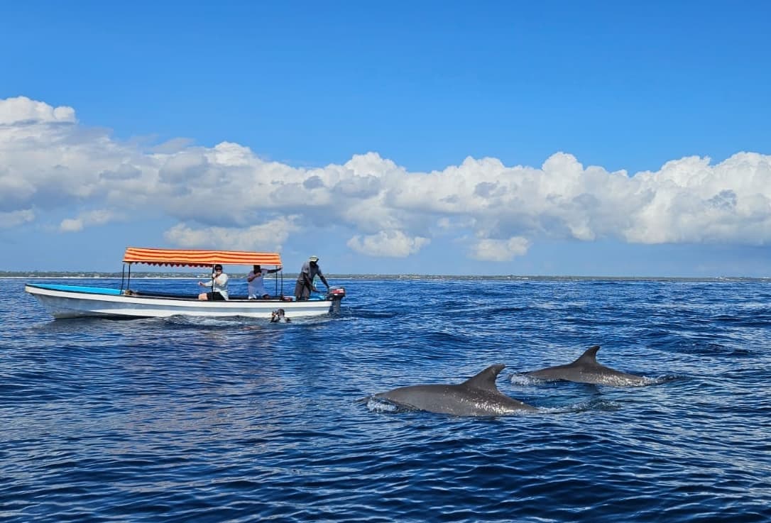 Safari Azul - Image 1