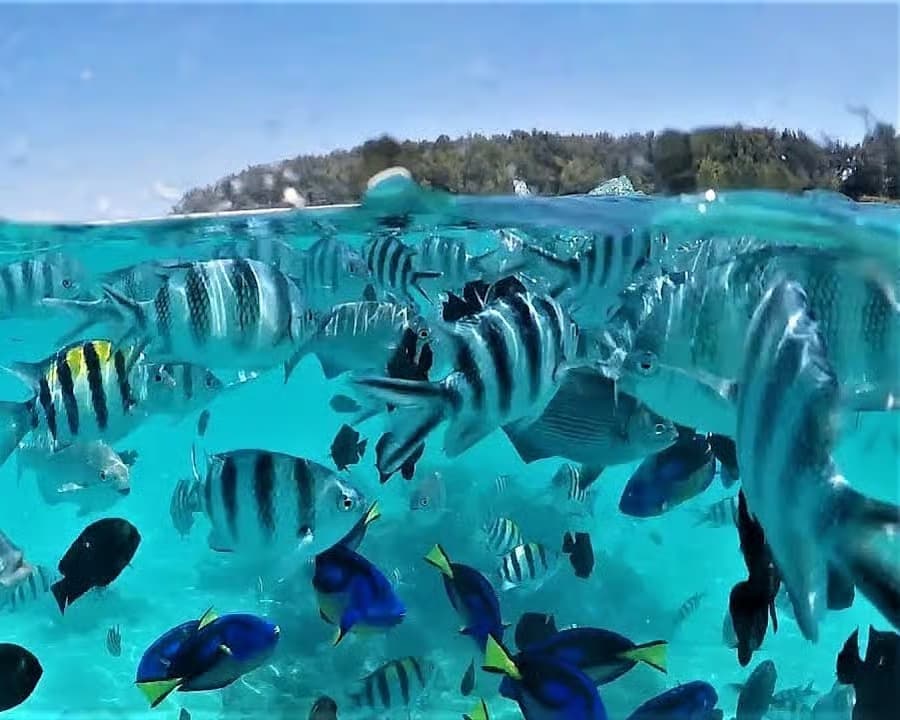 Mnemba Atoll - Image 2