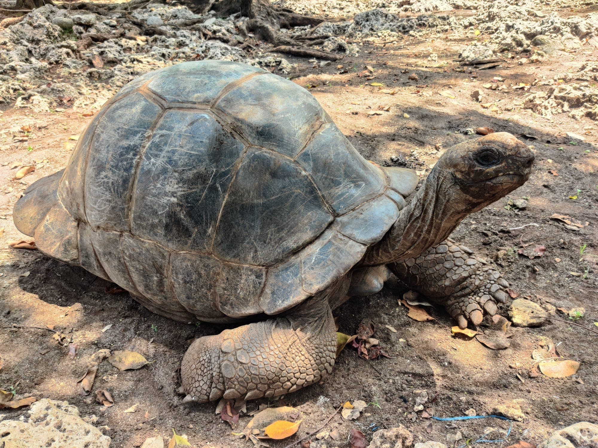 Prison Island - Image 1